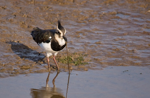 Lapwing