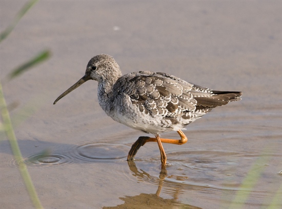 Spotted Redshank