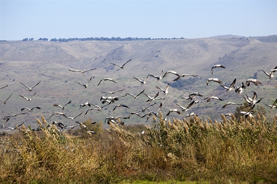 Common cranes taking flight in the Hula Valley - Flickr CC Israel Tourism