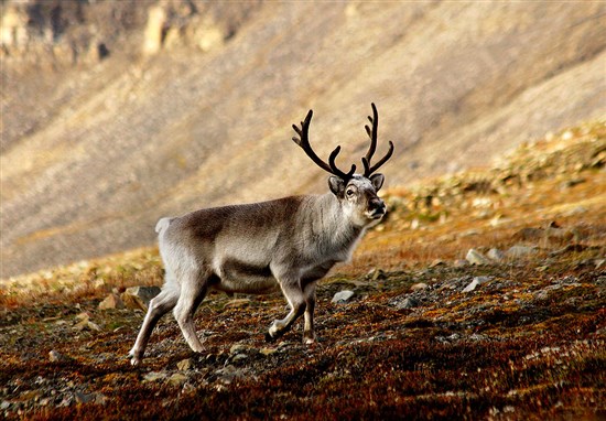 Reindeer on Svalbard 