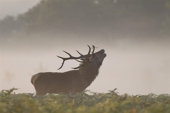 Red deer roaring. Image by David Nunn (https://www.flickr.com/photos/davidnunn/)