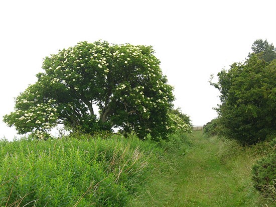 Elder tree by Stephen Craven - Wikimedia commons