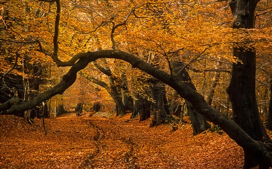 Autumn colours at Lady's Walk, Ashridge Forest. Image by ukgardenphotos (https://www.flickr.com/photos/ukgardenphotos/)
