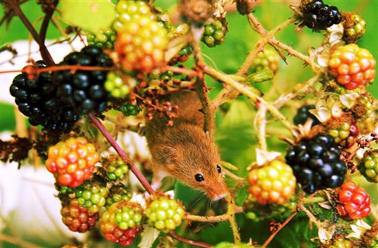 Field mouse on blackberries by Siddie Nam Flickr CC