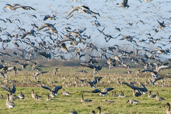 Pink-footed geese landing. Image by Ian S (https://www.flickr.com/photos/ian-s/)