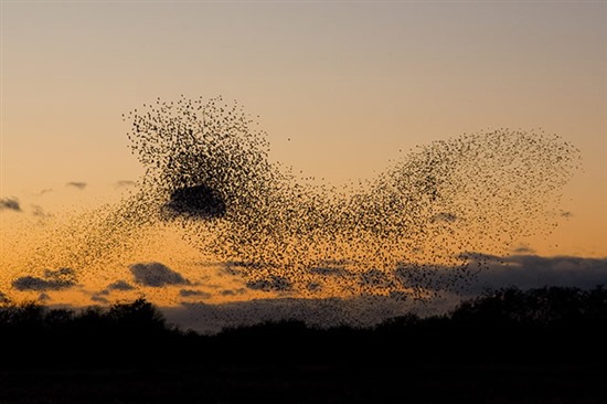 Starling roost. Image by Graham Catley (http://pewit.blogspot.com)
