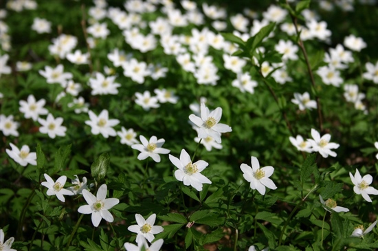 Wood anemone by karviainen Flickr CC