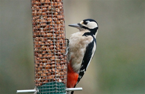 Few From Heligan Gardens All Creatures Wildlife The Rspb