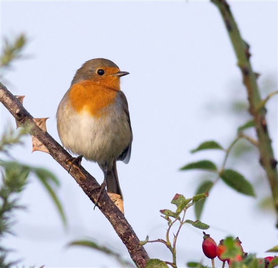 BIRDS SINGING / BIRD SOUNDS 