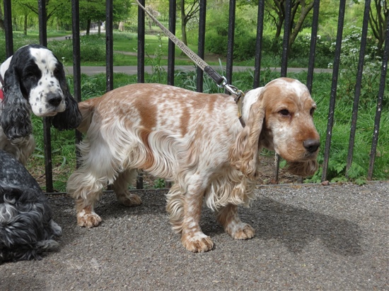 Lemon roan discount english cocker spaniel