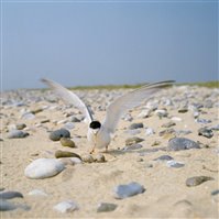 Little Tern