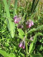 Common Comfrey