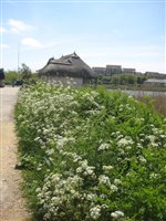 Cow Parsley