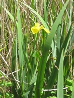 Yellow Iris