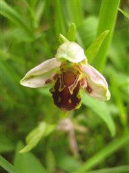 Bee Orchid 
