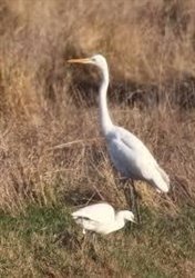 Great White Egret and Little Egret