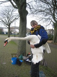 Derek and the Abbotsbury Swan