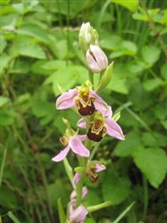 Bee Orchid