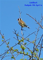 Goldfinch