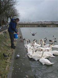 Feeding the Swans