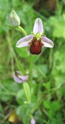 Brown Bee Orchid