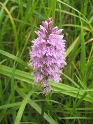 Common Spotted Orchid