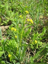  Marsh Yellowcress