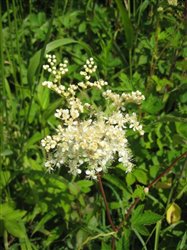 Meadowsweet