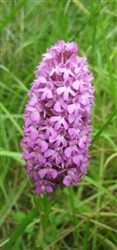 Pyramidal Orchid