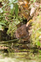 Water Vole