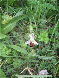Brown Bee Orchid
