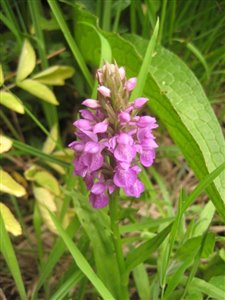 Southern Marsh Orchid