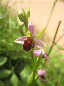 Ophrys apifera var atrofuscus