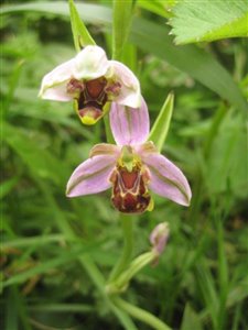 Bee Orchid