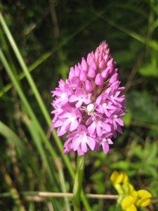 Pyramidal Orchid and Crab Spider