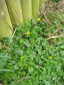 Lesser Celandine