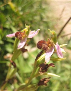 Ophrys apifera var atrofuscus