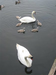 Mute Swans and Cygnets