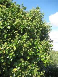 Flowering Ivy