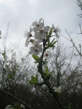 Apple Blossom