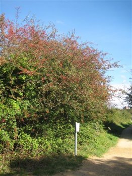 Hawthorn in Fruit