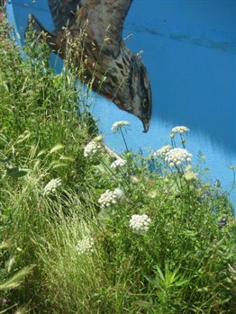 Marsh Harrier in Summer
