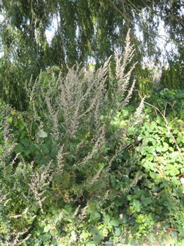 Mugwort