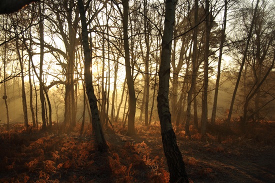 Woodland sunset at The Lodge by Stuart Geeves (rspb-images.com)