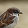 House sparrow. Photo by Ray Kennedy (www.rspb-mages.com)