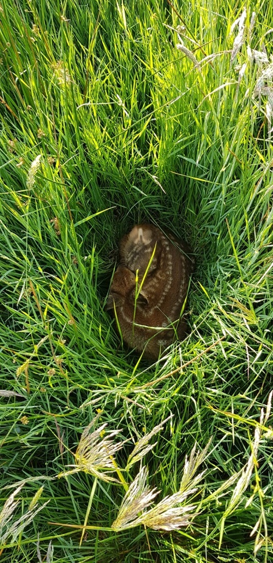 Picture of fawn in grass.
