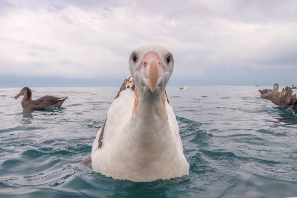 Wandering Albatross floating on the sea surface looks directly into the camera