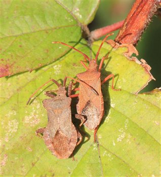 Dock leatherbug (left) and box leatherbug (right) at Rainham Marshes by Yvonne, November 2018