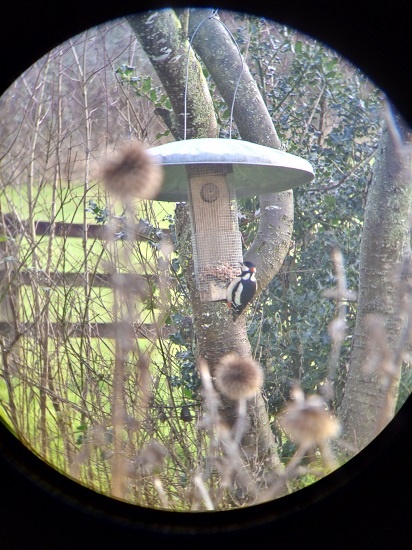 Great spotted woodpecker on feeder from behind
