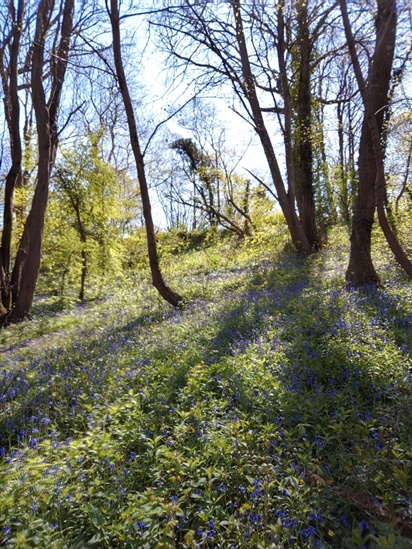 Picture of bluebells in the woods.